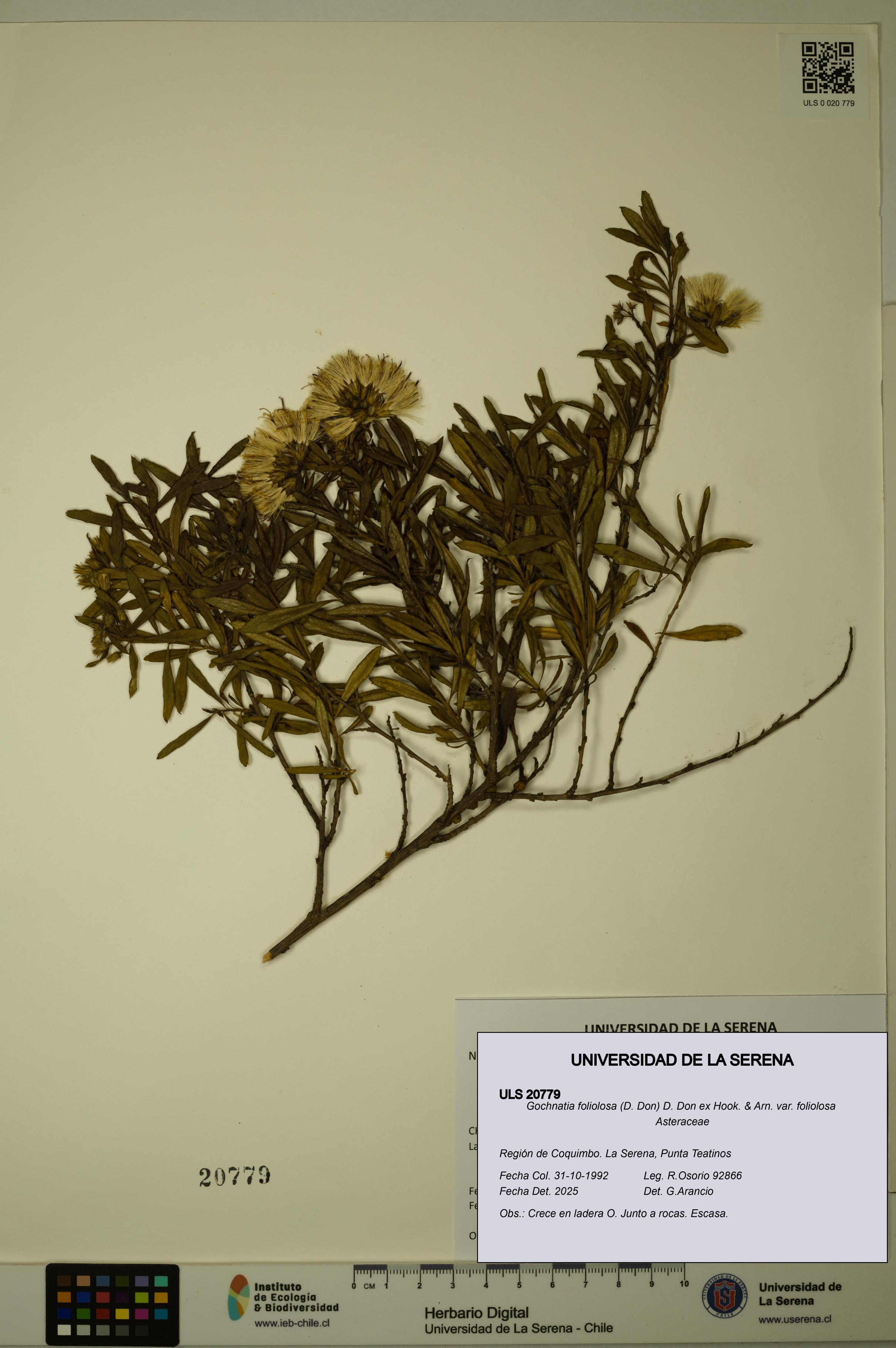 Gochnatia foliolosa var. foliolosa [Espécimen: ULS:ULS:0020779]