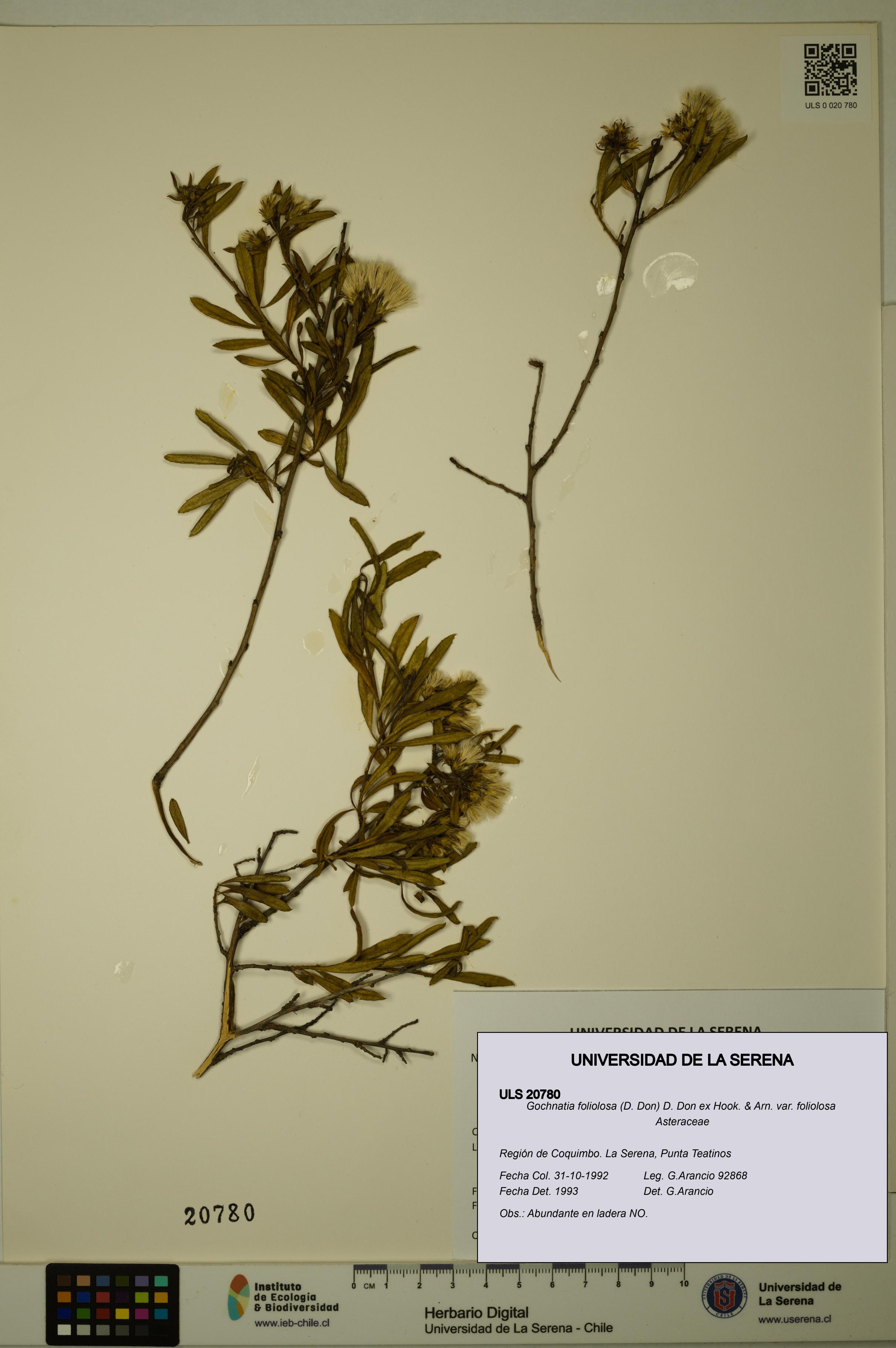Gochnatia foliolosa var. foliolosa [Espécimen: ULS:ULS:0020780]