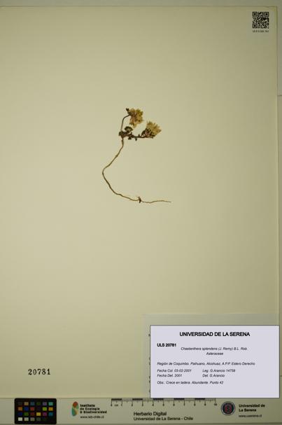 Chaetanthera splendens [Espécimen: ULS:ULS:0020781]