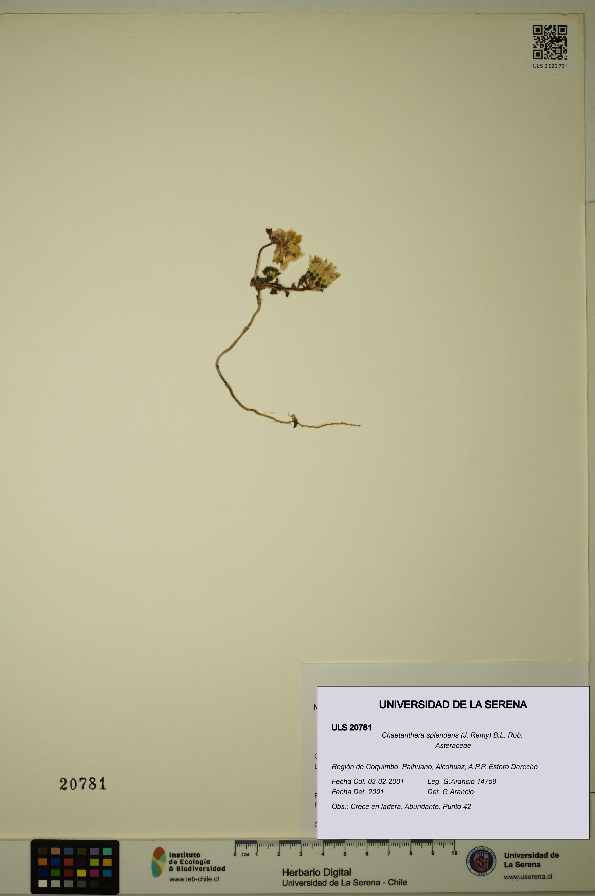 Chaetanthera splendens [Espécimen: ULS:ULS:0020781]