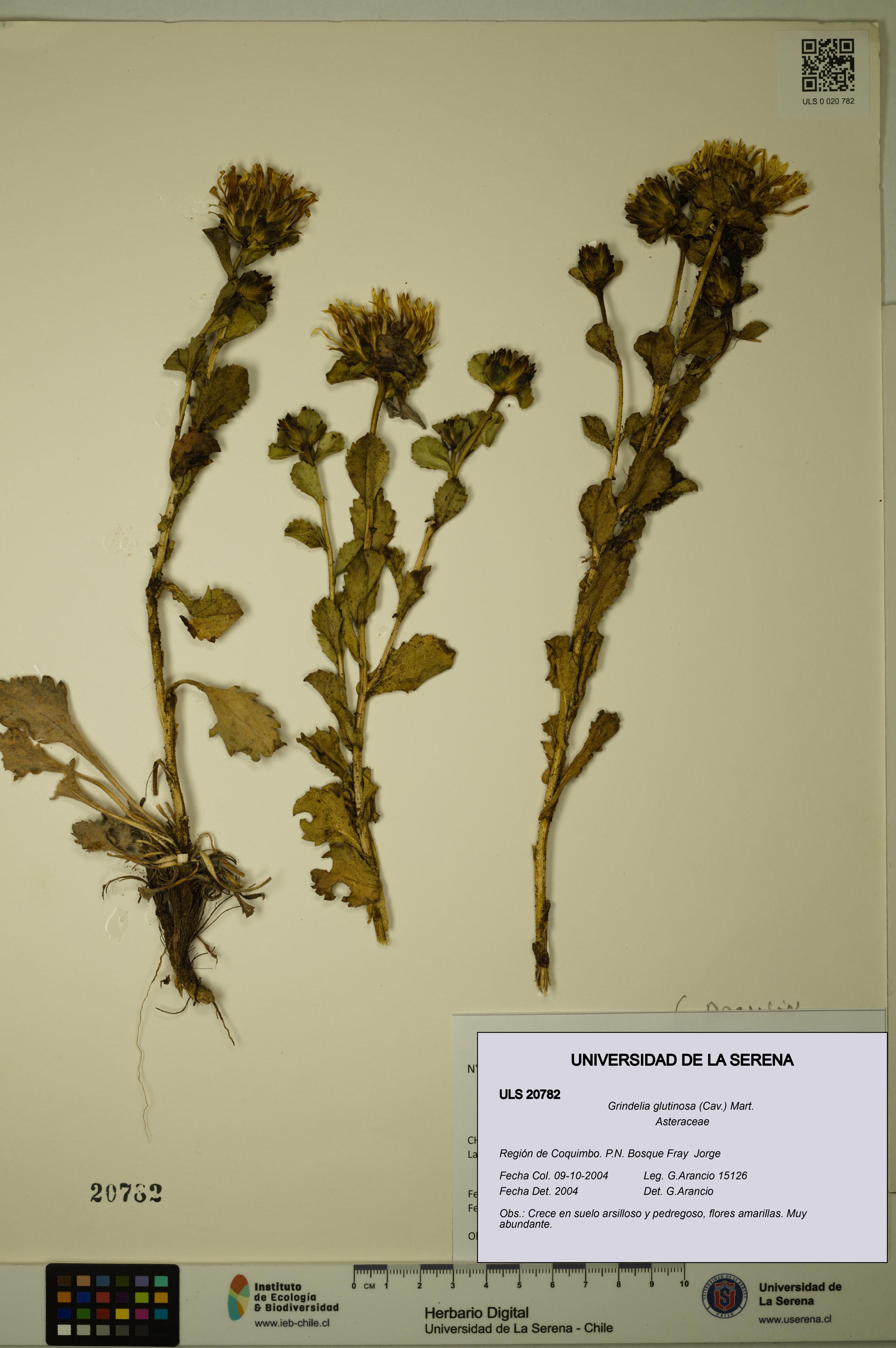 Grindelia glutinosa [Espécimen: ULS:ULS:0020782]