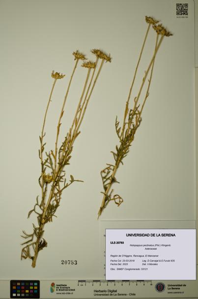 Notopappus pectinatus [Espécimen: ULS:ULS:0020783]