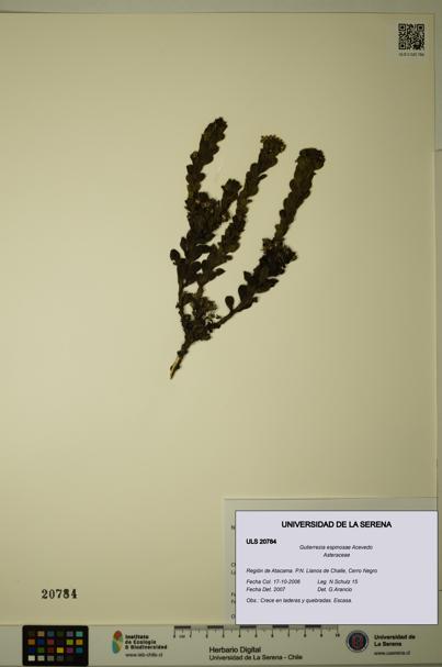 Gutierrezia espinosae [Espécimen: ULS:ULS:0020784]