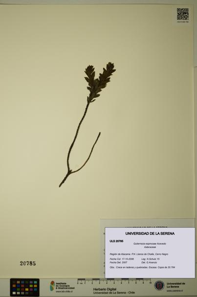 Gutierrezia espinosae [Espécimen: ULS:ULS:0020785]