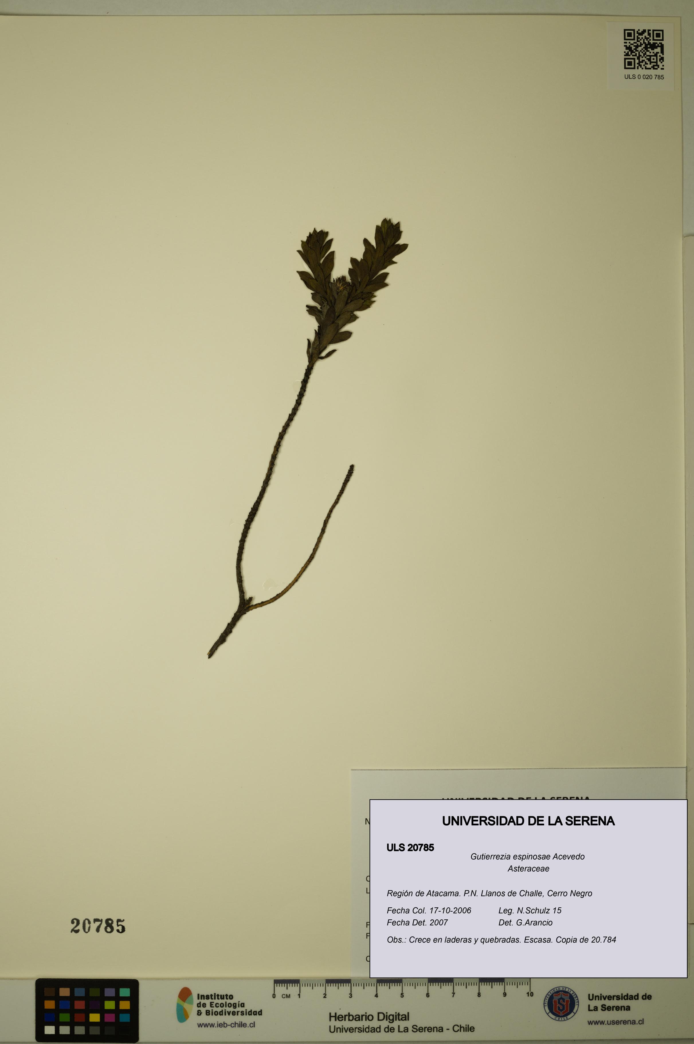 Gutierrezia espinosae [Espécimen: ULS:ULS:0020785]