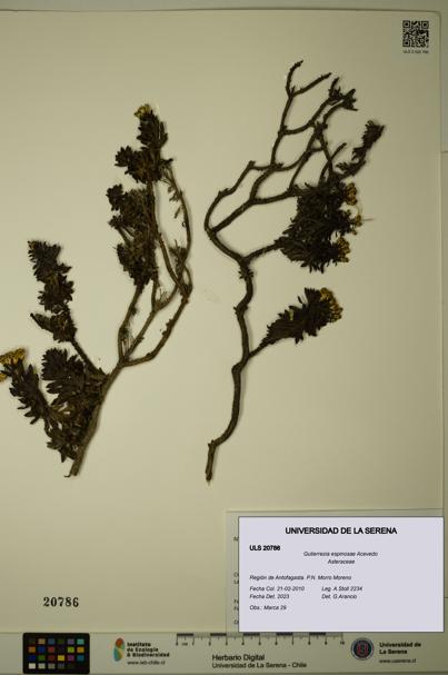 Gutierrezia espinosae [Espécimen: ULS:ULS:0020786]