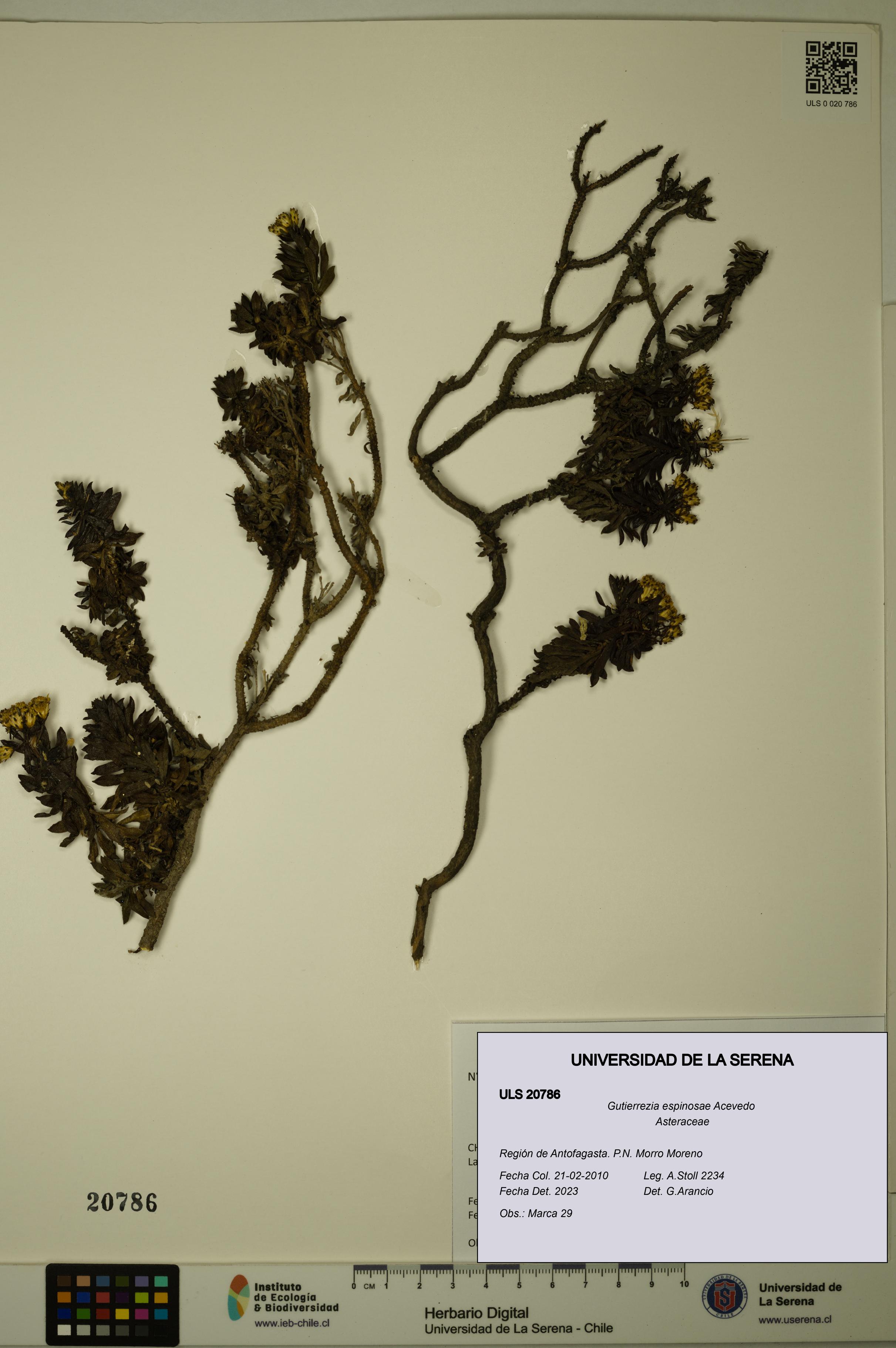 Gutierrezia espinosae [Espécimen: ULS:ULS:0020786]