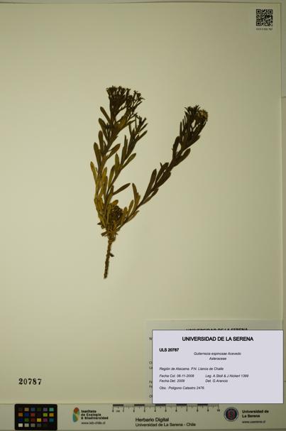 Gutierrezia espinosae [Espécimen: ULS:ULS:0020787]