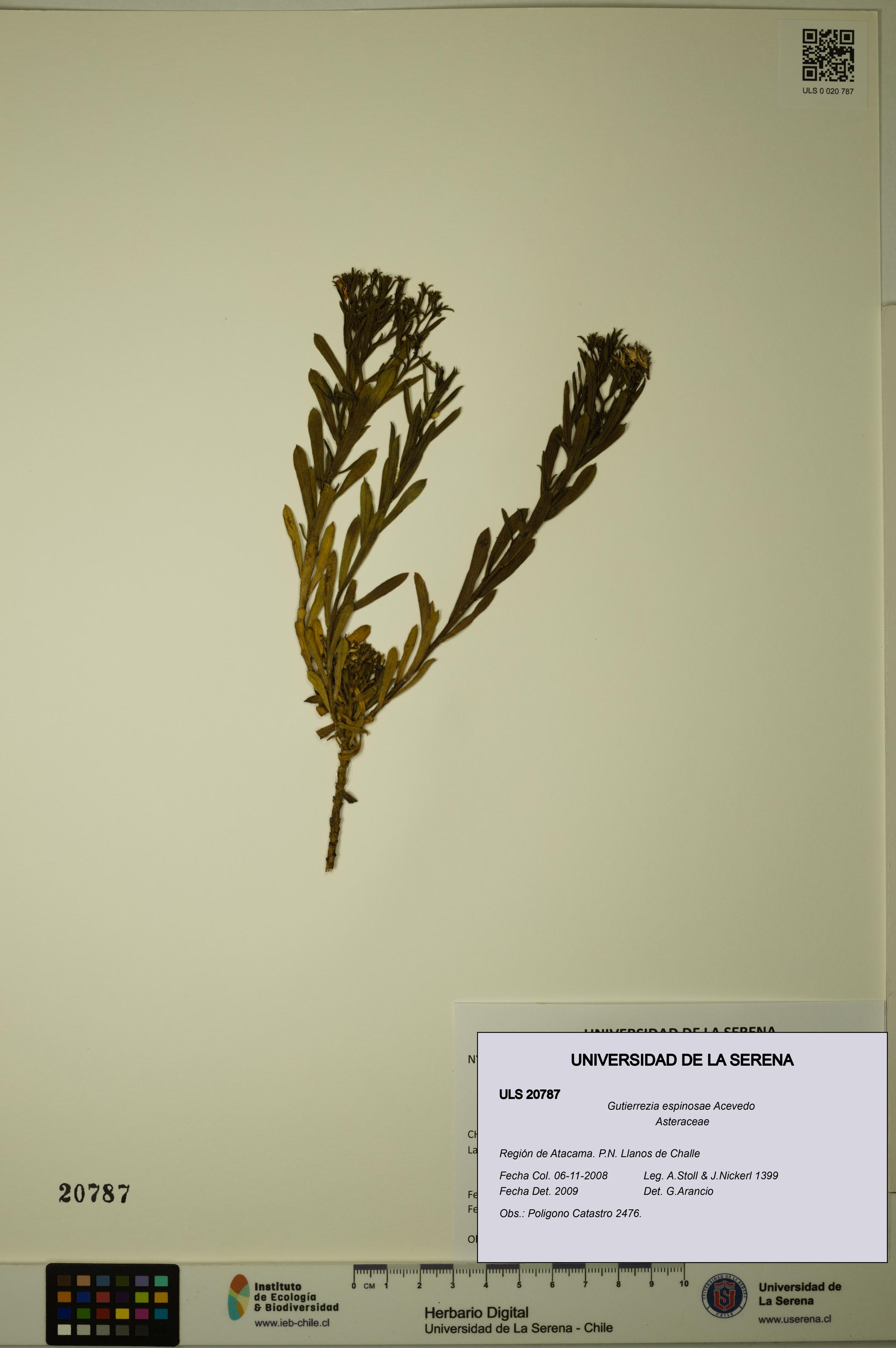 Gutierrezia espinosae [Espécimen: ULS:ULS:0020787]