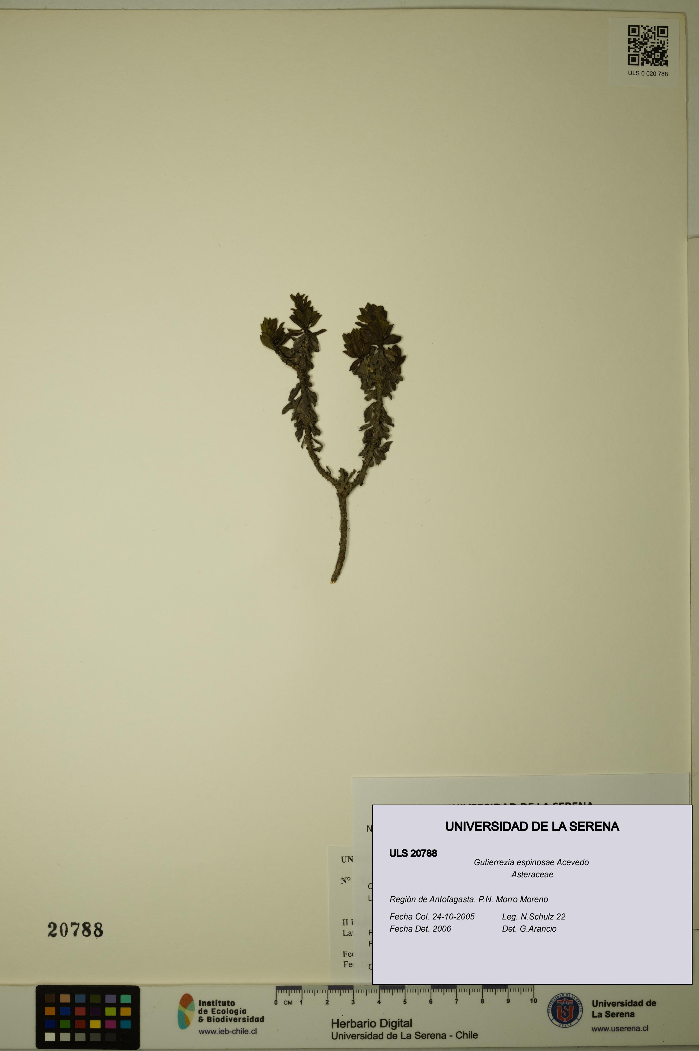 Gutierrezia espinosae [Espécimen: ULS:ULS:0020788]