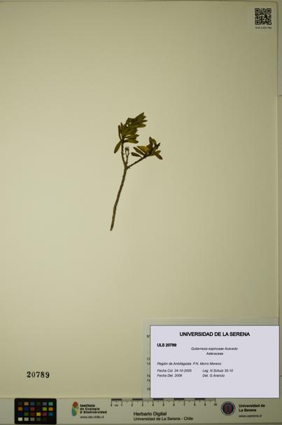 Gutierrezia espinosae [Espécimen: ULS:ULS:0020789]