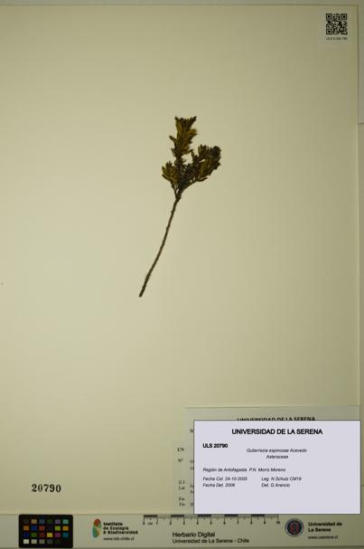 Gutierrezia espinosae [Espécimen: ULS:ULS:0020790]