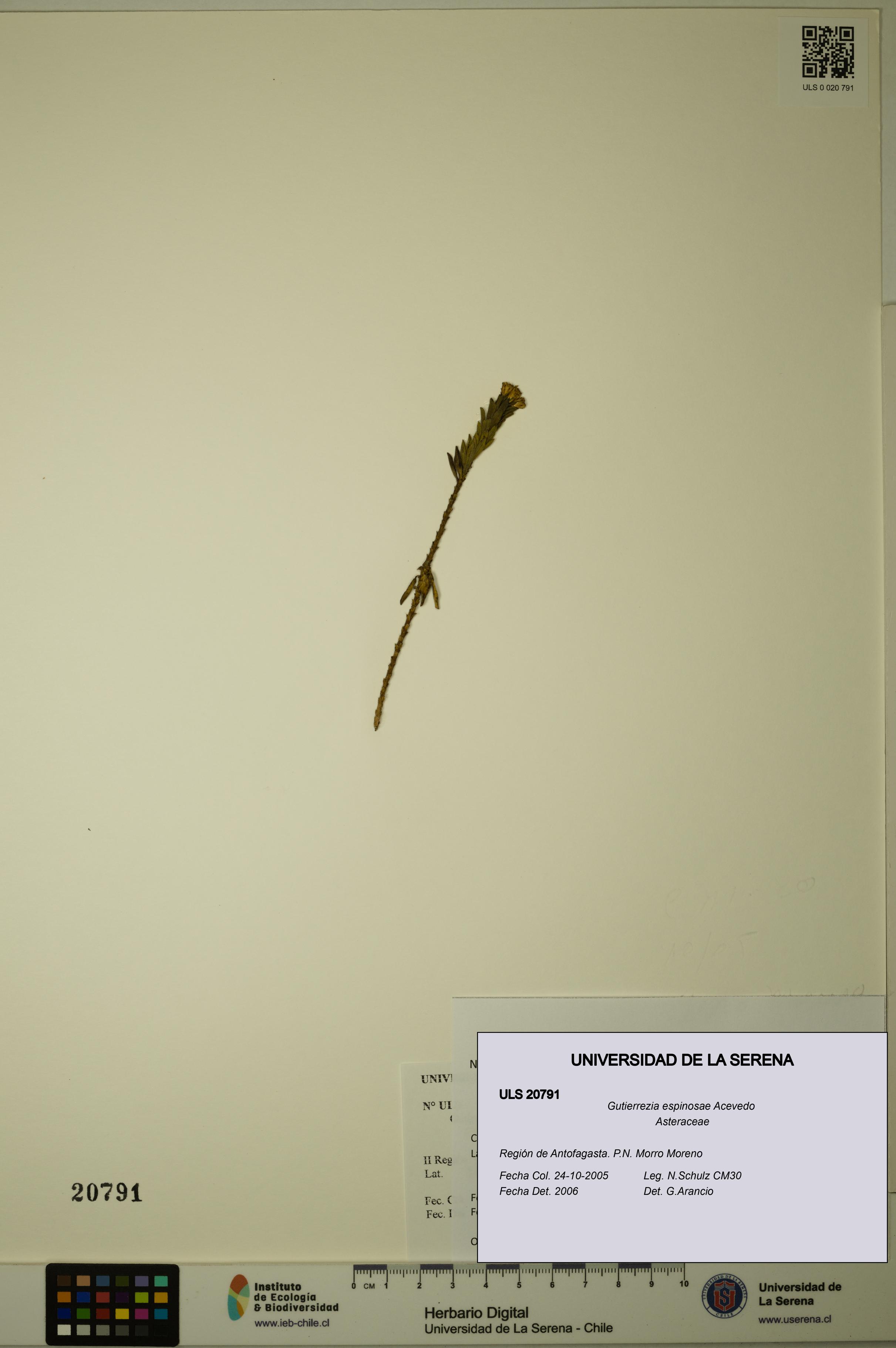 Gutierrezia espinosae [Espécimen: ULS:ULS:0020791]