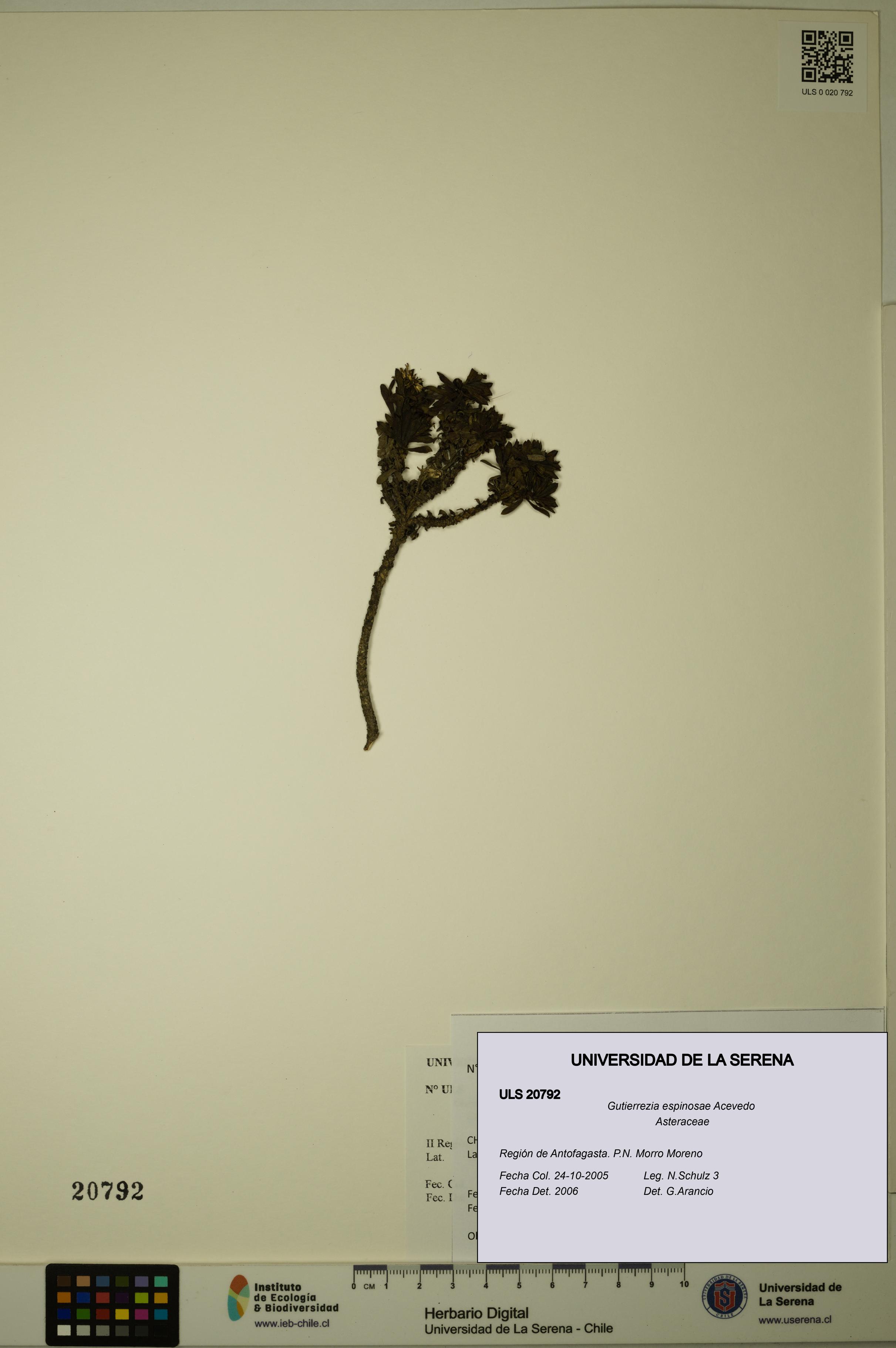 Gutierrezia espinosae [Espécimen: ULS:ULS:0020792]