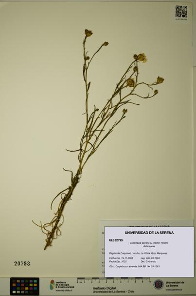 Gutierrezia gayana [Espécimen: ULS:ULS:0020793]