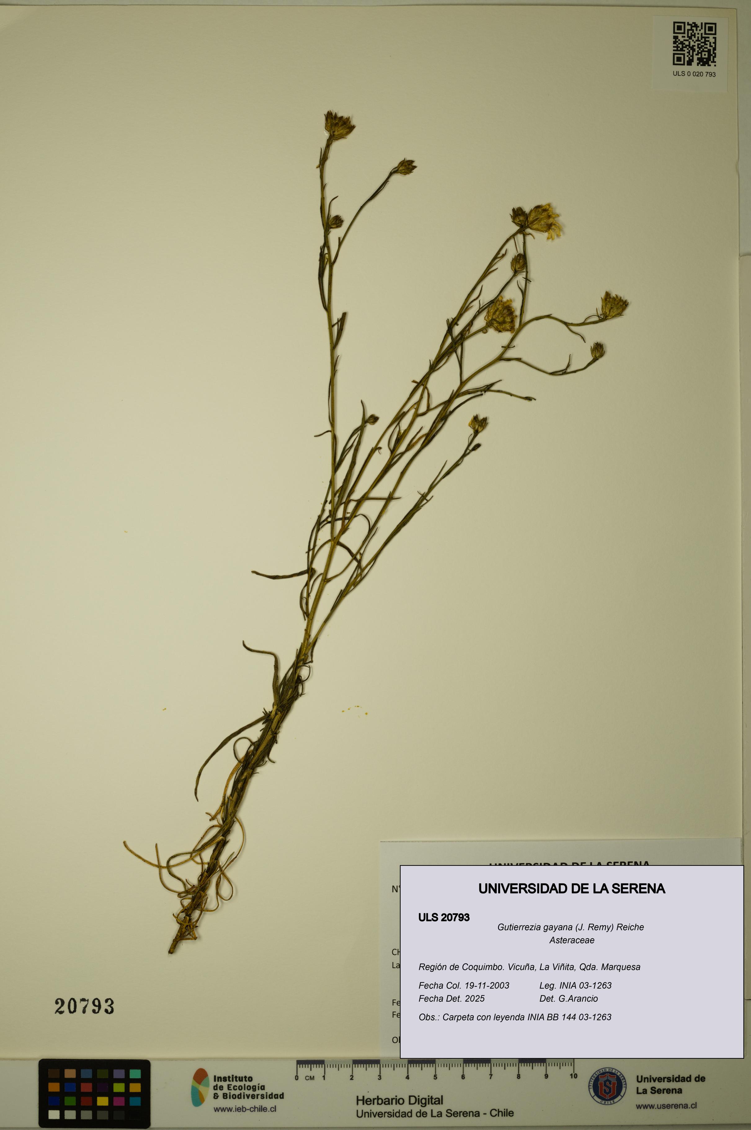 Gutierrezia gayana [Espécimen: ULS:ULS:0020793]