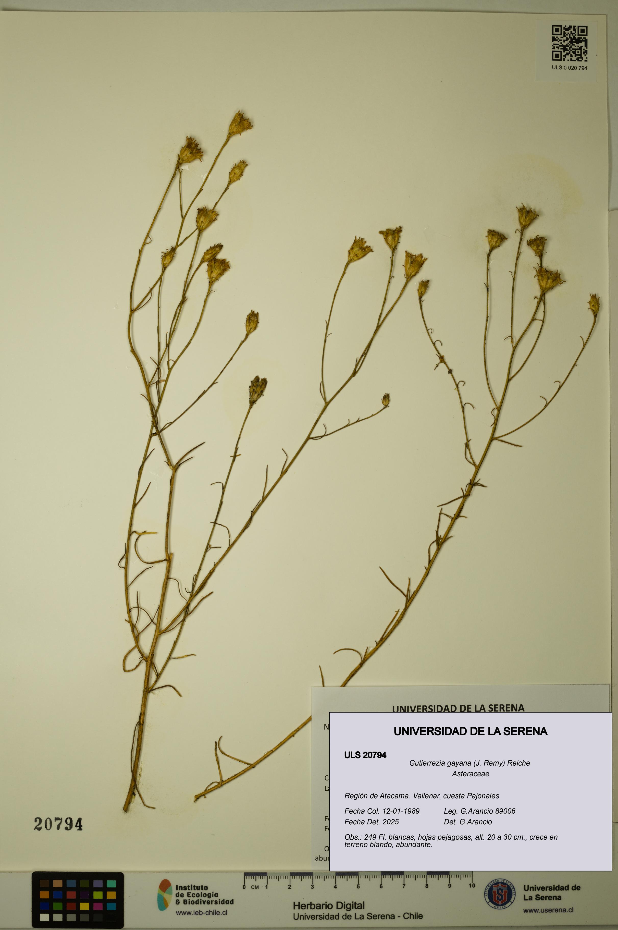 Gutierrezia gayana [Espécimen: ULS:ULS:0020794]