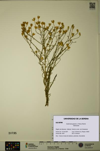 Gutierrezia gayana [Espécimen: ULS:ULS:0020795]