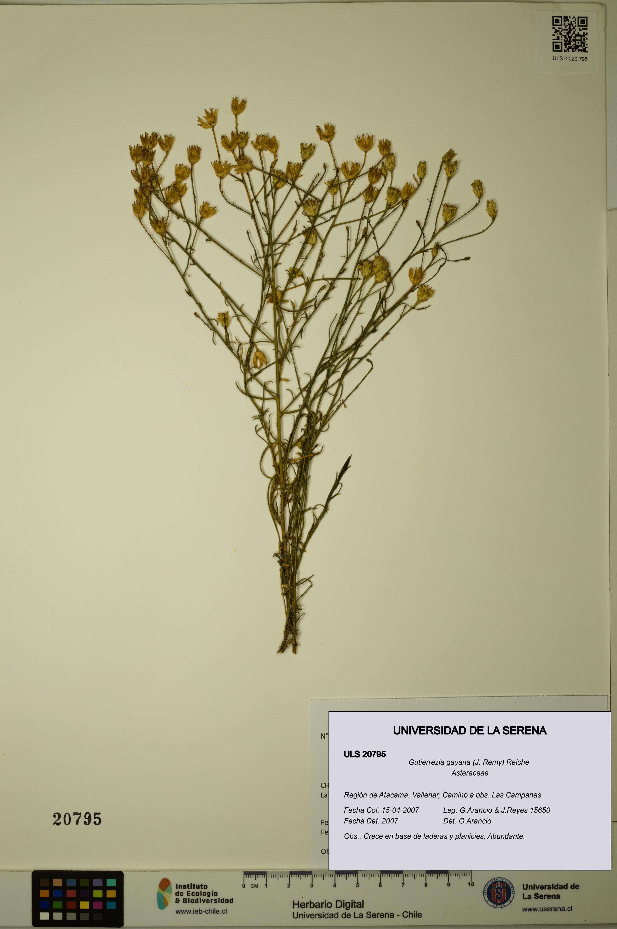 Gutierrezia gayana [Espécimen: ULS:ULS:0020795]