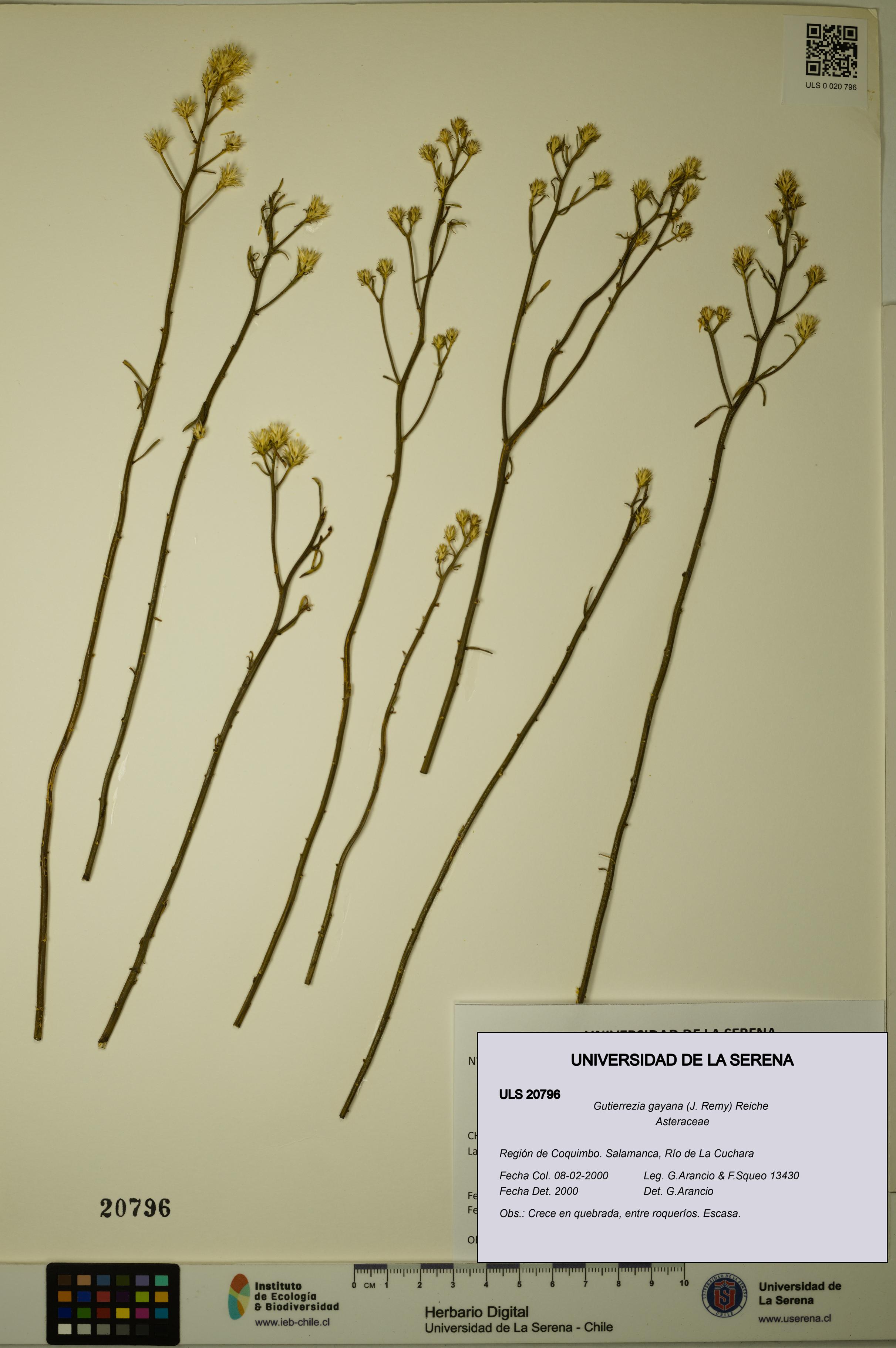 Gutierrezia gayana [Espécimen: ULS:ULS:0020796]