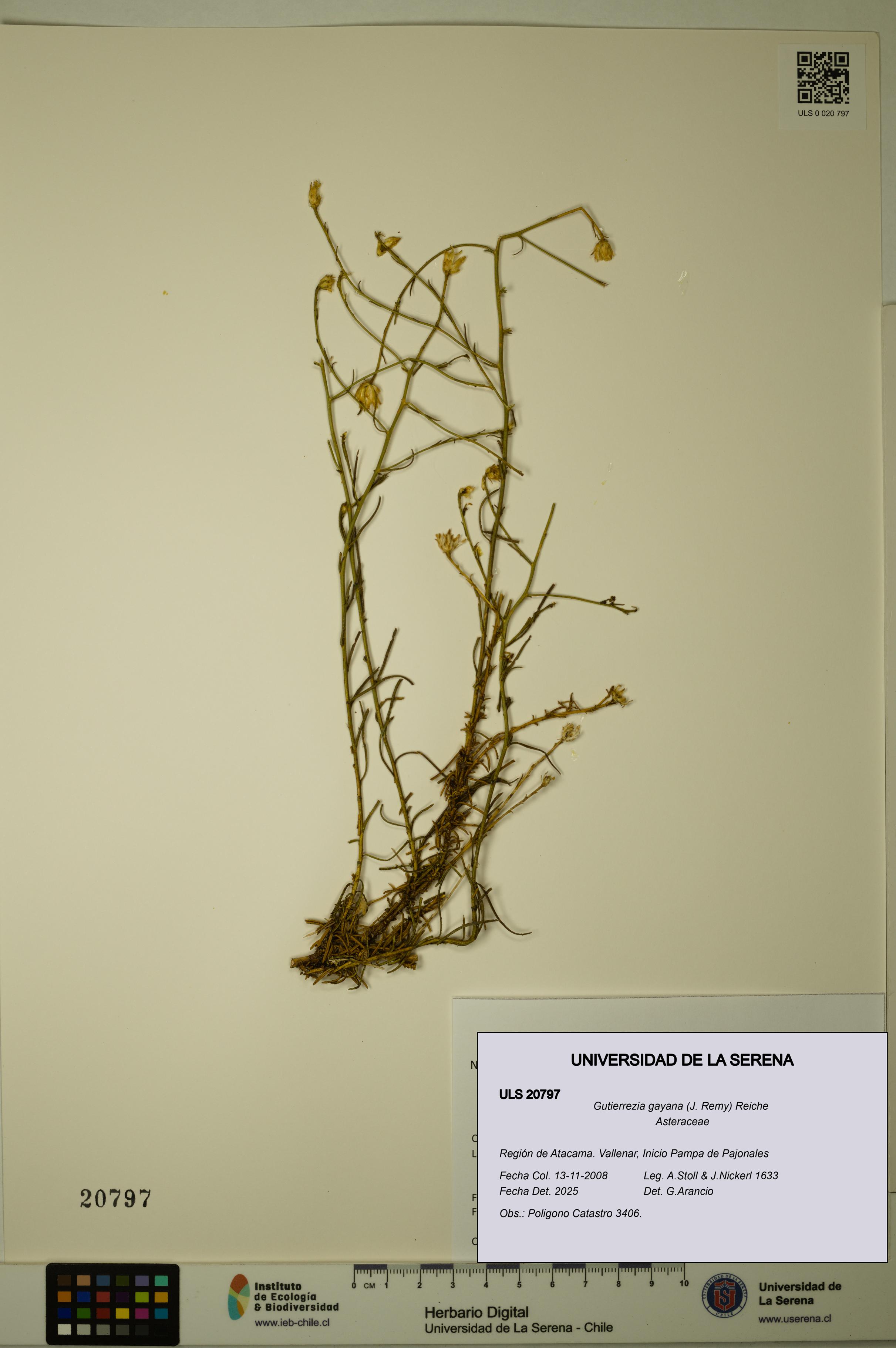 Gutierrezia gayana [Espécimen: ULS:ULS:0020797]