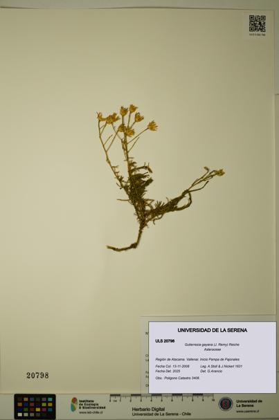 Gutierrezia gayana [Espécimen: ULS:ULS:0020798]