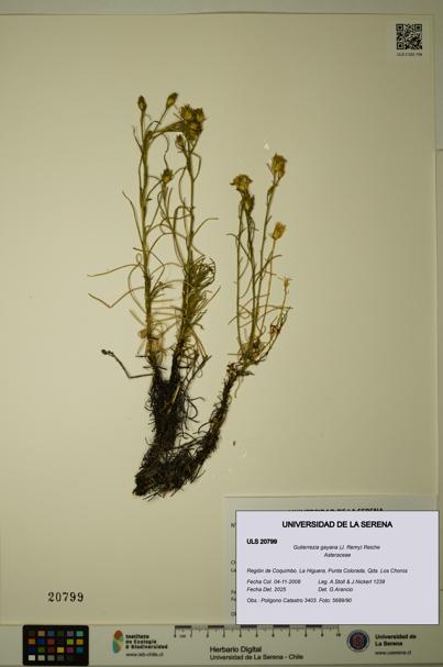 Gutierrezia gayana [Espécimen: ULS:ULS:0020799]