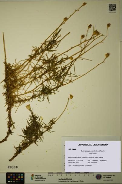 Gutierrezia gayana [Espécimen: ULS:ULS:0020800]