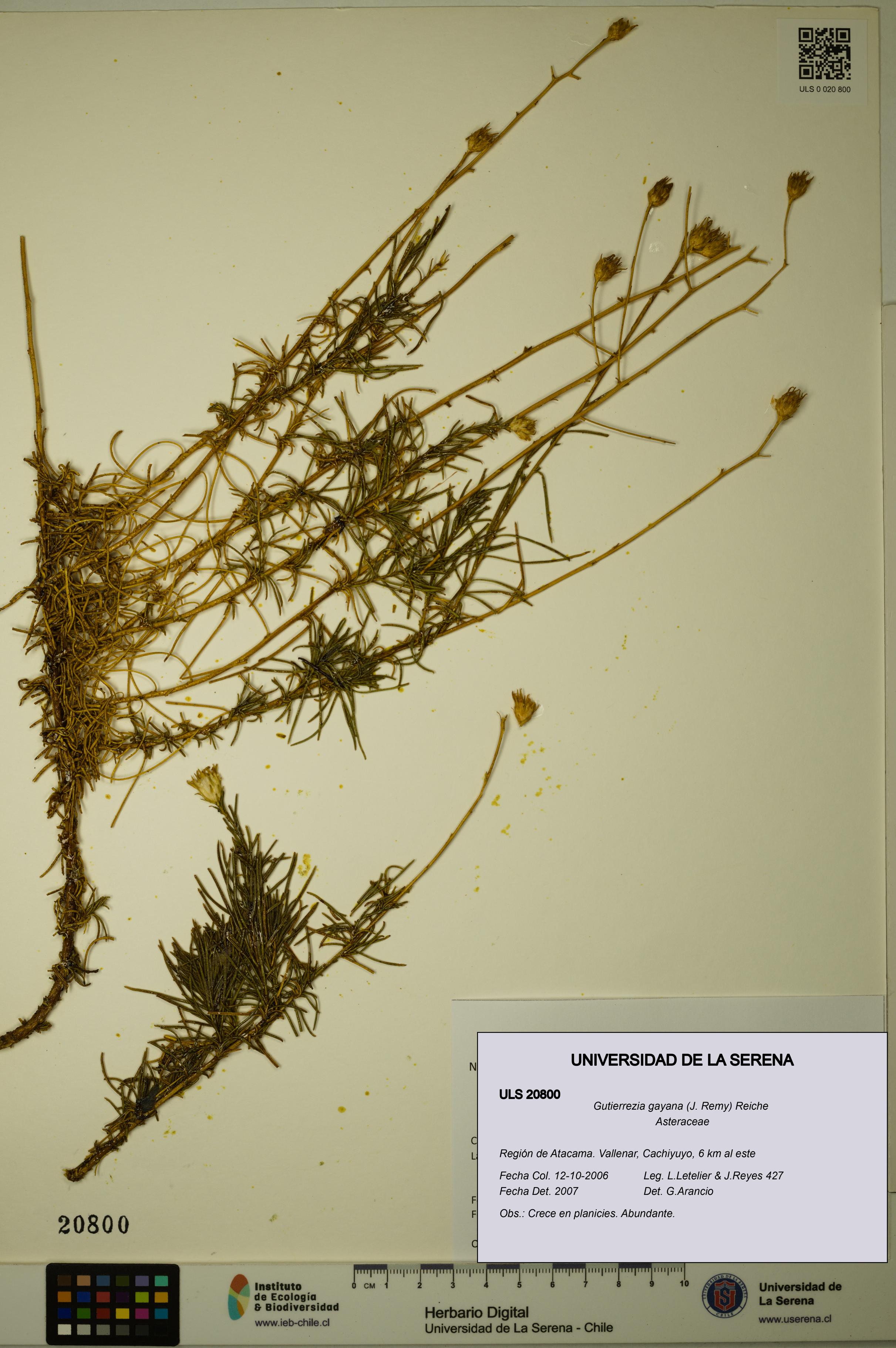 Gutierrezia gayana [Espécimen: ULS:ULS:0020800]