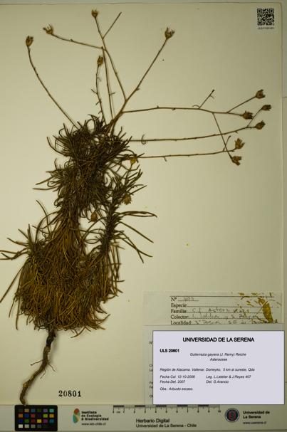 Gutierrezia gayana [Espécimen: ULS:ULS:0020801]