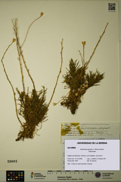 Gutierrezia gayana [Espécimen: ULS:ULS:0020802]