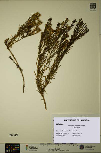 Gutierrezia espinosae [Espécimen: ULS:ULS:0020803]