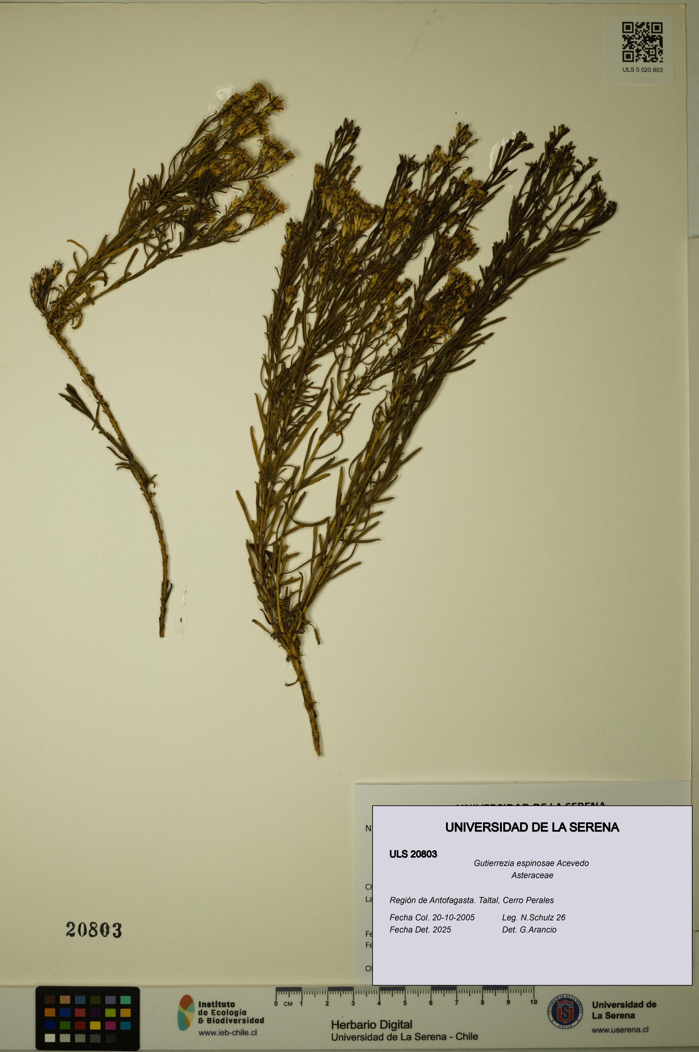 Gutierrezia espinosae [Espécimen: ULS:ULS:0020803]