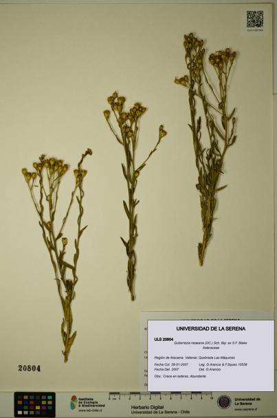 Gutierrezia neaeana [Espécimen: ]