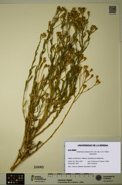 Gutierrezia neaeana [Espécimen: ULS:ULS:0020805]