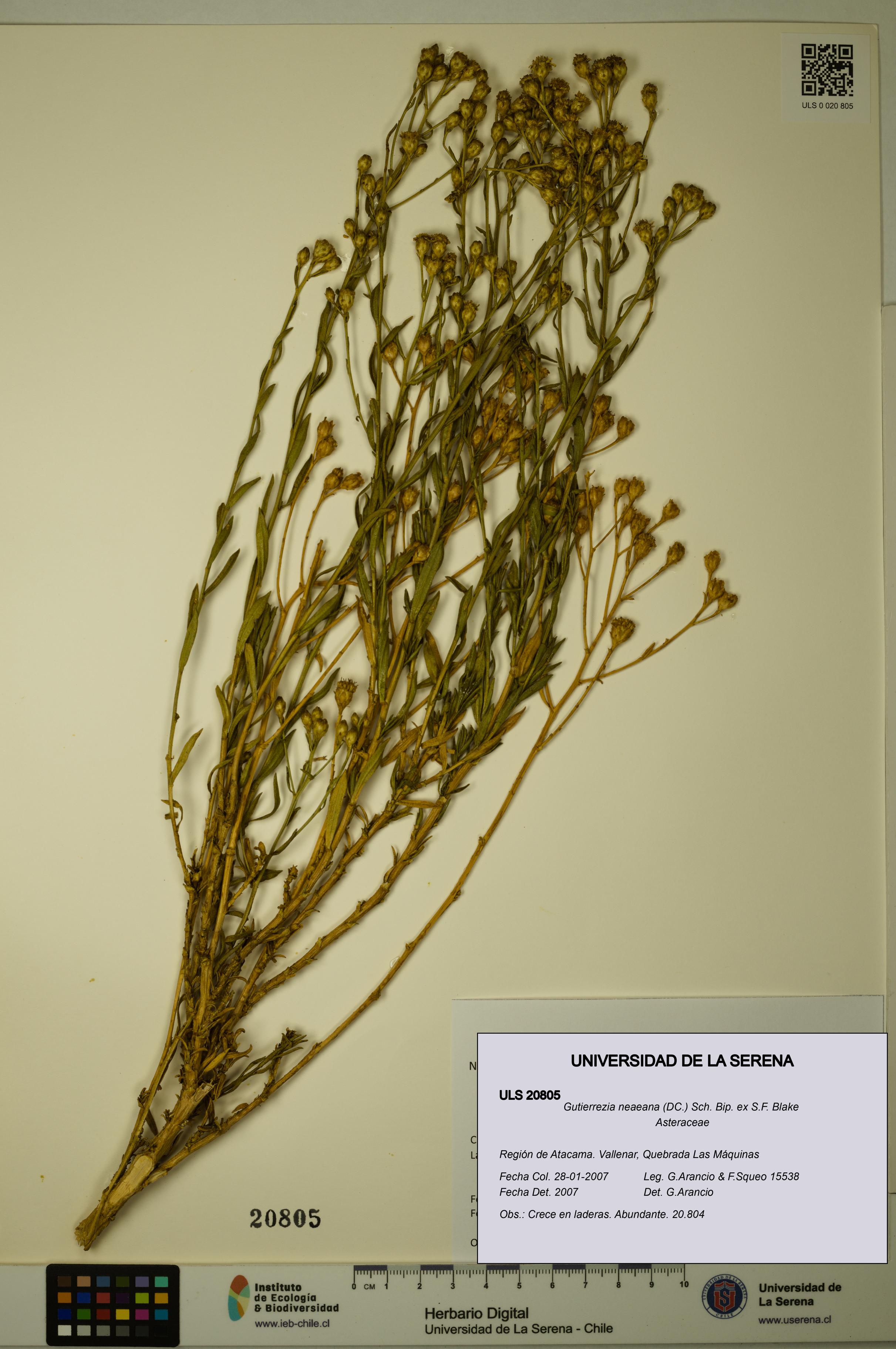 Gutierrezia neaeana [Espécimen: ULS:ULS:0020805]