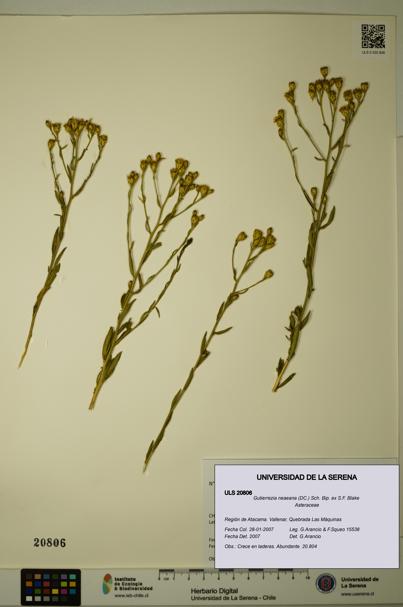 Gutierrezia neaeana [Espécimen: ]