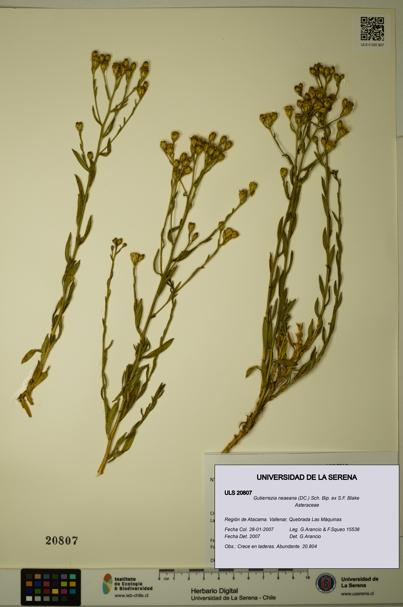 Gutierrezia neaeana [Espécimen: ULS:ULS:0020807]