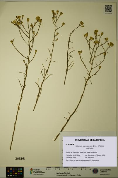 Gutierrezia resinosa [Espécimen: ]