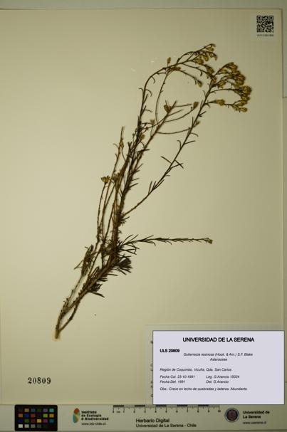 Gutierrezia resinosa [Espécimen: ]