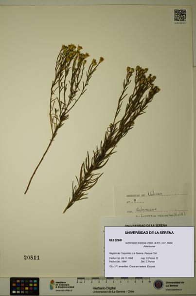 Gutierrezia resinosa [Espécimen: ]
