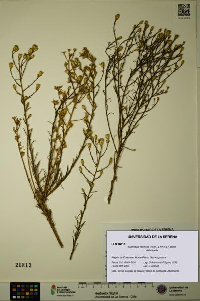 Gutierrezia resinosa [Espécimen: ]