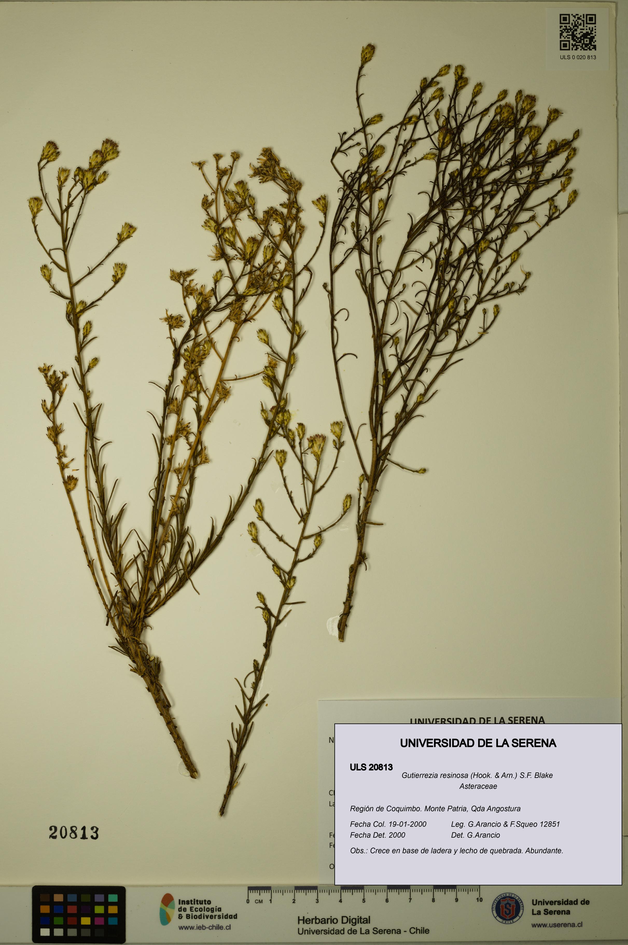 Gutierrezia resinosa [Espécimen: ]