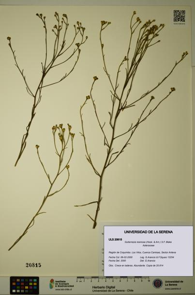 Gutierrezia resinosa [Espécimen: ]