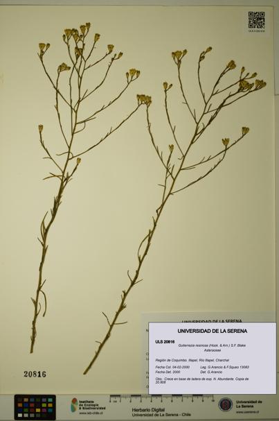 Gutierrezia resinosa [Espécimen: ]
