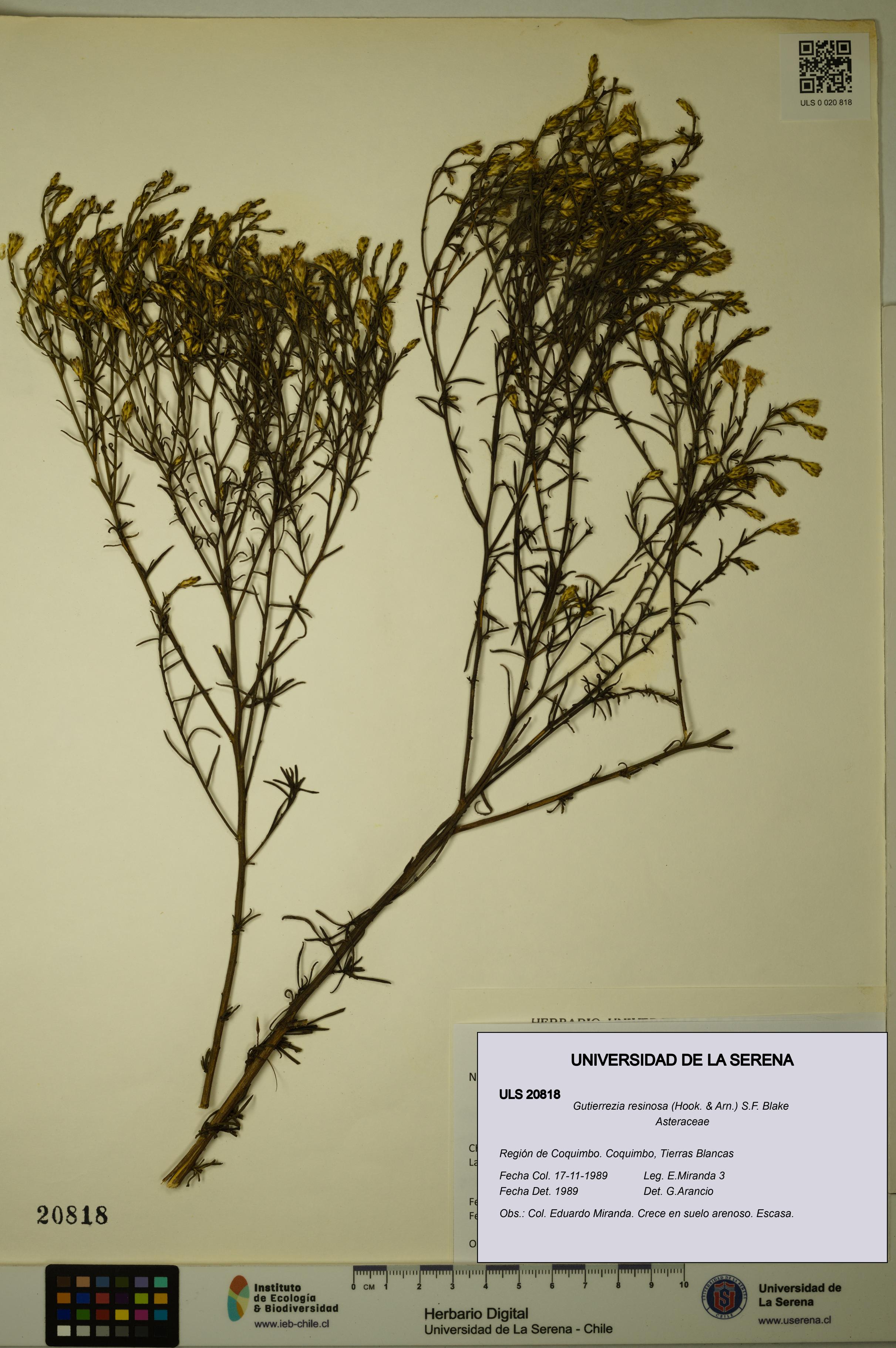 Gutierrezia resinosa [Espécimen: ]