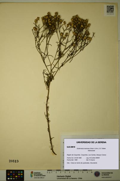Gutierrezia resinosa [Espécimen: ]