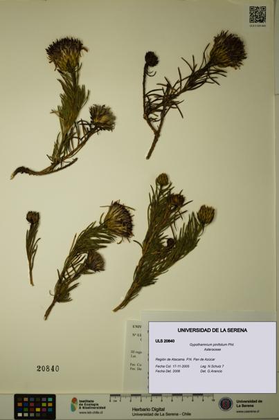Gypothamnium pinifolium [Espécimen: ULS:ULS:0020840]