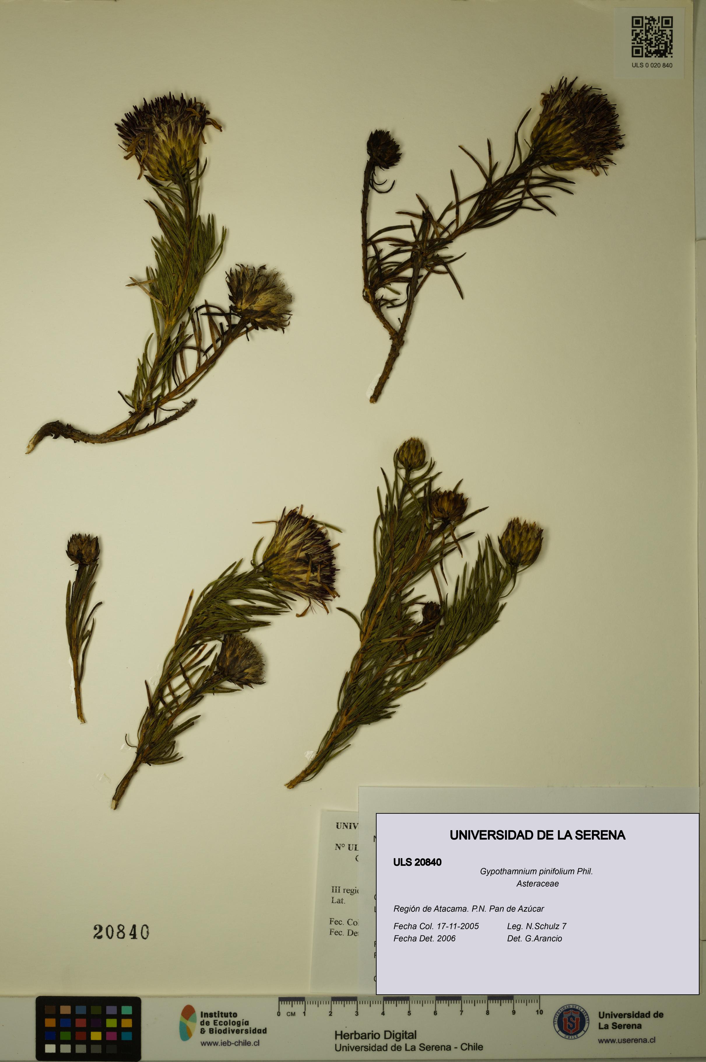 Gypothamnium pinifolium [Espécimen: ULS:ULS:0020840]