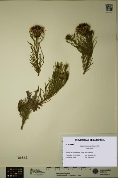 Gypothamnium pinifolium [Espécimen: ULS:ULS:0020841]